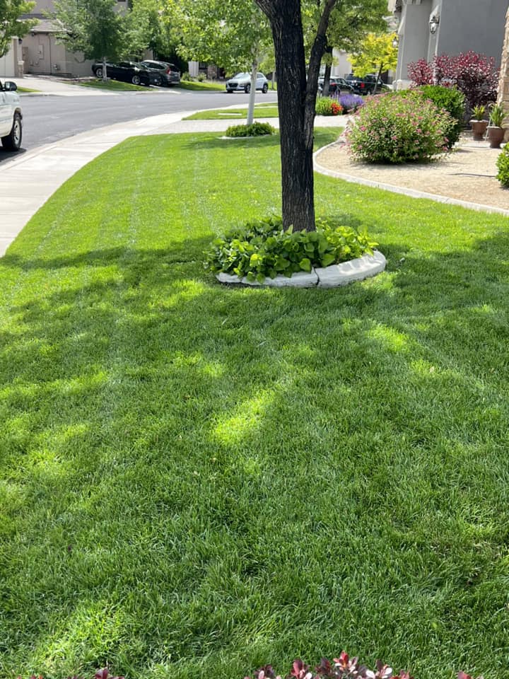 Beautiful Green Lawn